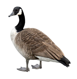 goose