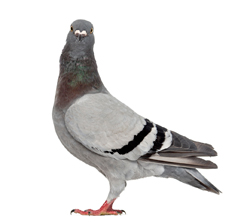 pigeon