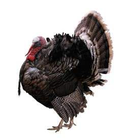 turkey